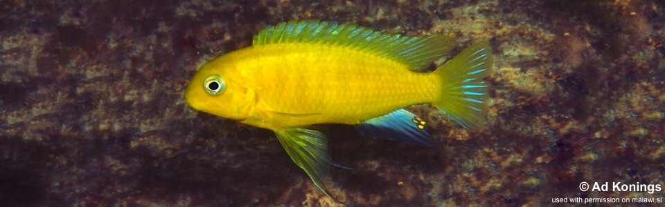 Tropheops sp. 'mauve yellow' Mbweca Rocks