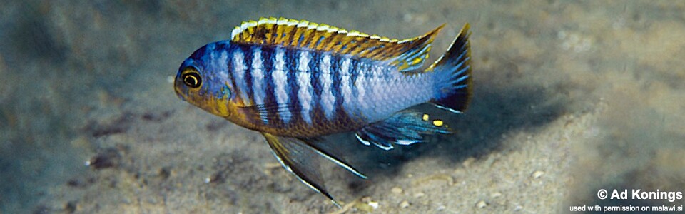 Tropheops sp. 'membe' Mbweca Rocks