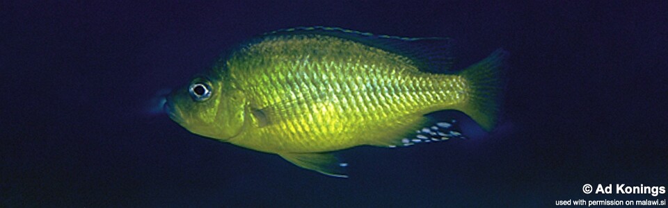 'Hemitaeniochromis' sp. 'spilopterus yellow' Mdoka