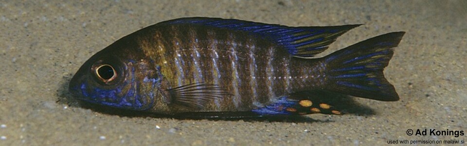 Aulonocara ethelwynnae 'Mdoka'