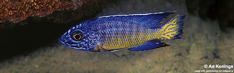 Aulonocara stuartgranti 'Mdoka Reef'