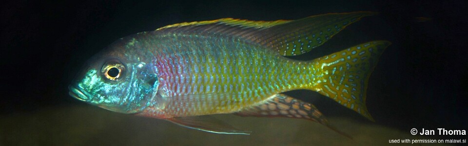 Lethrinops sp. 'mdoka red' Mdoka