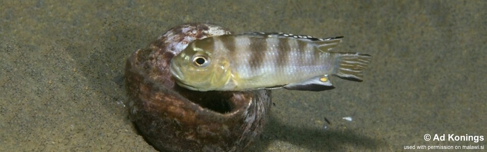 Maylandia ngarae 'Mdoka'<br><font color=gray>Metriaclima ngarae 'Mdoka'<br>Metriaclima sp. 'lanisticola north' Mdoka</font> 