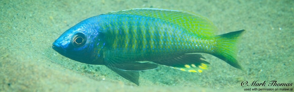 Mchenga thinos 'Mdoka'