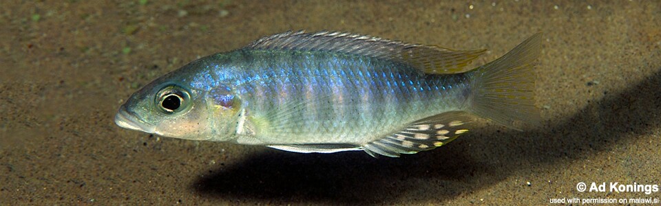 Sciaenochromis ahli 'Mdoka'