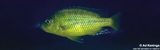 'Hemitaeniochromis' sp. 'spilopterus yellow' Mdoka.jpg