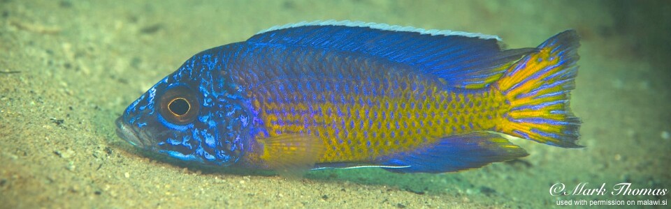 Aulonocara stuartgranti 'Mdowa'