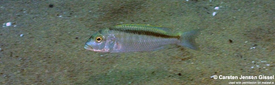 Buccochromis spectabilis 'Mdowa'
