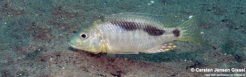 Ctenopharynx nitidus 'Mdowa'