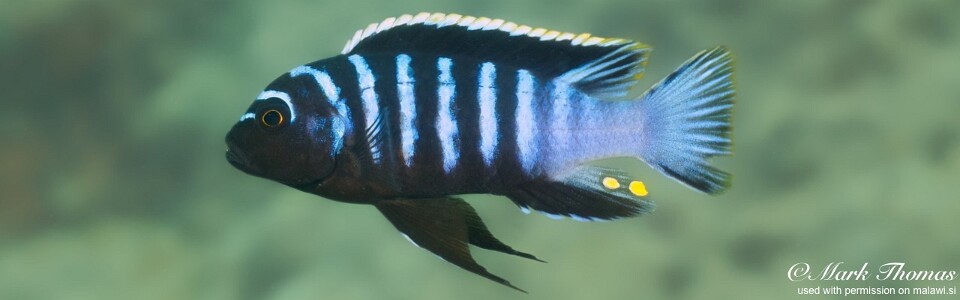 Cynotilapia zebroides 'Mdowa'