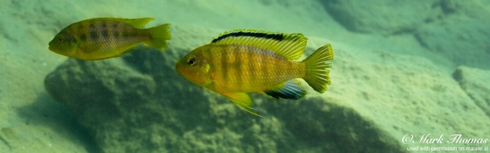 Petrotilapia genalutea 'Mdowa'