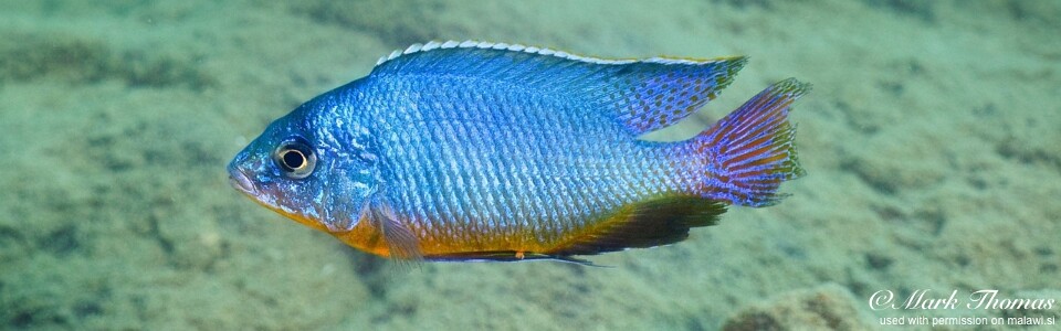 Protomelas taeniolatus 'Mdowa'