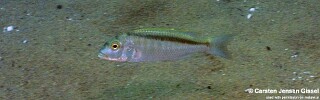 Buccochromis spectabilis 'Mdowa'.jpg