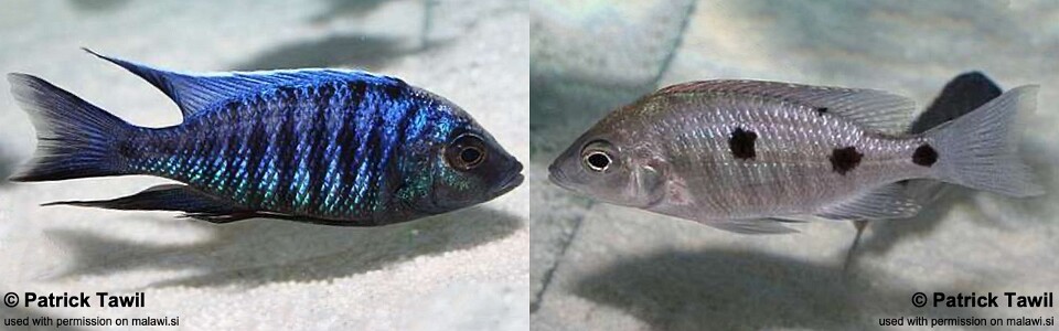 Copadichromis parvus 'Meluluca'