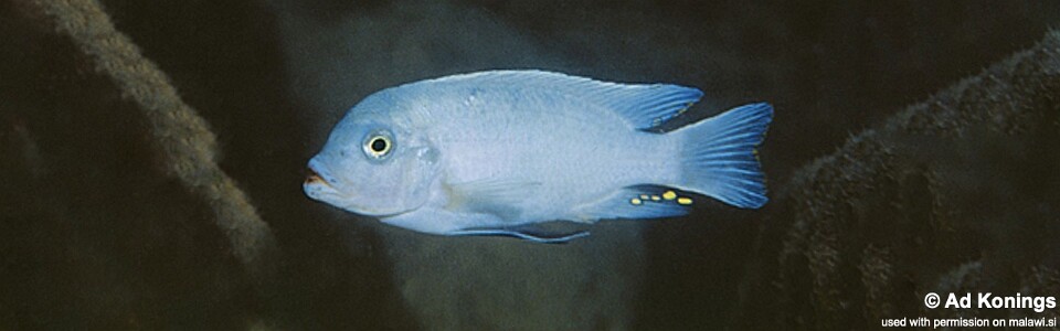 Maylandia zebra 'Membe Island'<br><font color=gray>Metriaclima zebra 'Membe Island'</font>