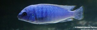 Labidochromis gigas 'Membe Island'.jpg
