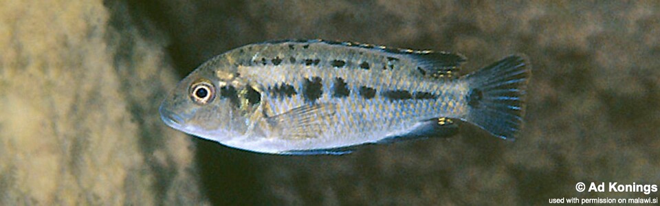 Pseudotropheus williamsi 'Membe Point'