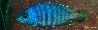 Otopharynx sp. 'ovatus likoma' Membe Point.jpg