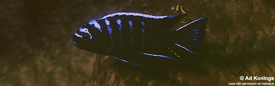 Cynotilapia afra 'Meponda'