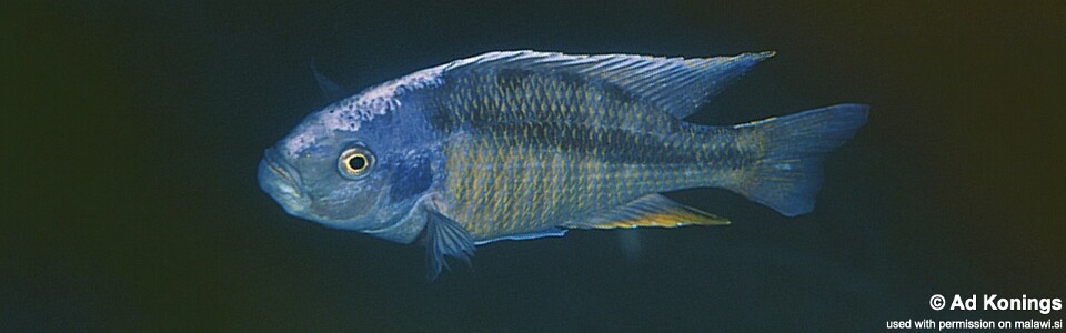 Docimodus evelynae 'Meponda'