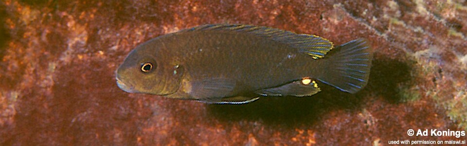 Pseudotropheus sp. 'variable eastern' Meponda