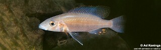 Stigmatochromis pholidophorus 'Meponda'.jpg