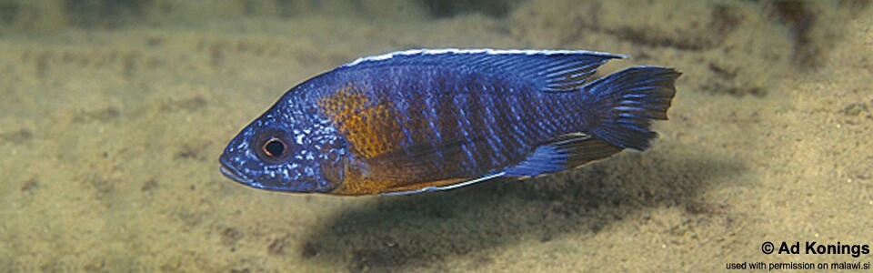 Aulonocara stuartgranti 'Metangula'<br><font color=gray>Aulonocara hansbaenschi 'Metangula'</font>