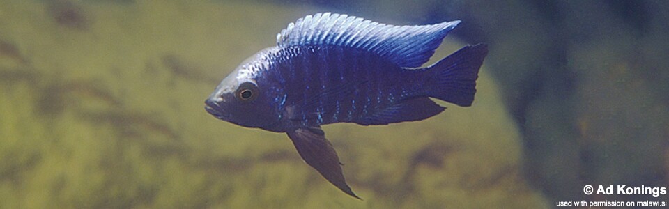 Copadichromis parvus 'Metangula'