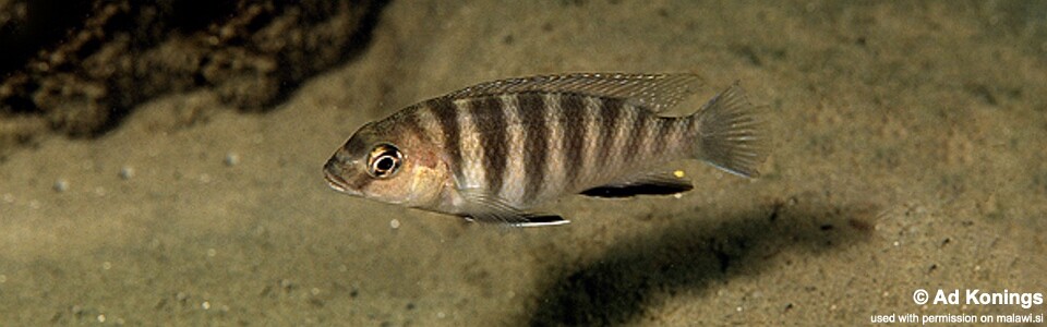 Gephyrochromis sp. 'zebroides' Metangula