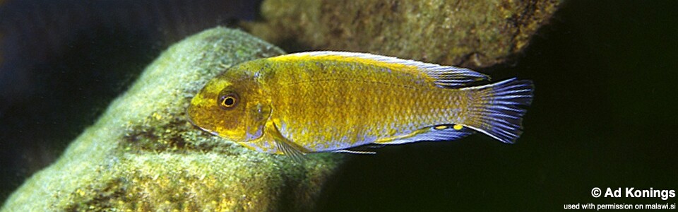 Labeotropheus trewavasae 'Metangula'