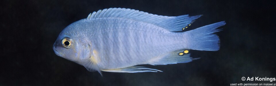 Maylandia estherae 'Metangula'