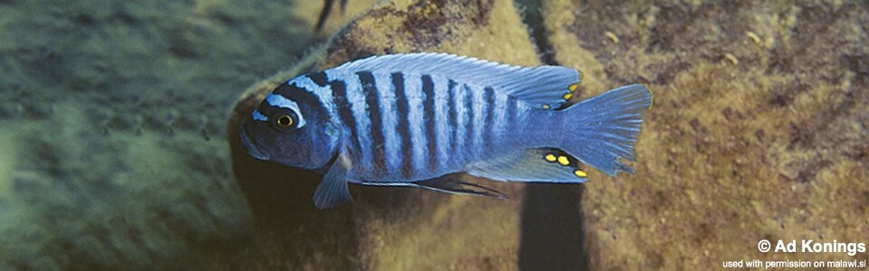 Maylandia zebra 'Metangula'<br><font color=gray>Metriaclima zebra 'Metangula'</font>