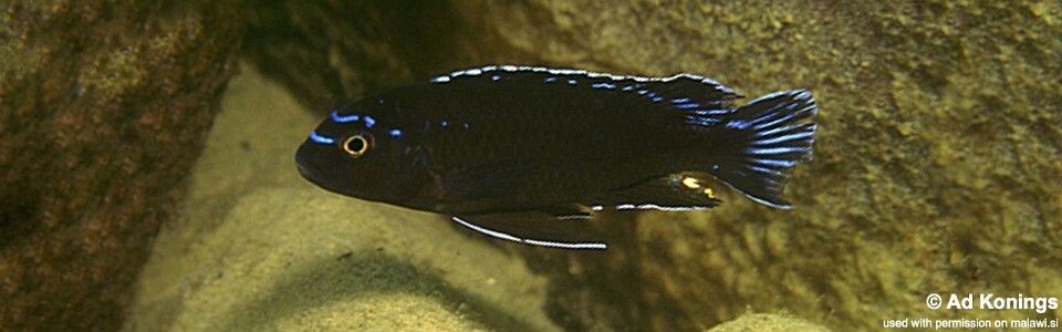 Pseudotropheus johannii 'Metangula'