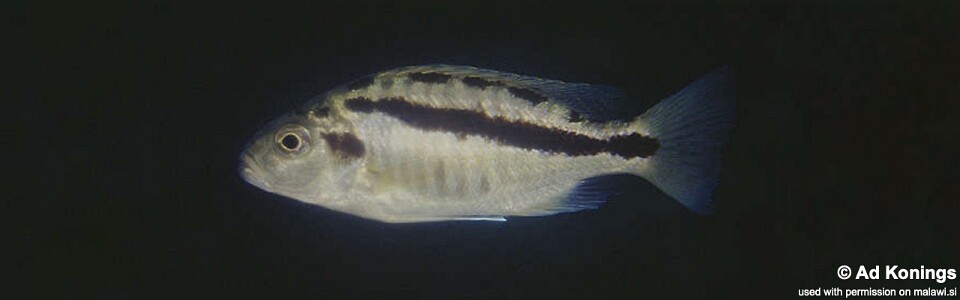 Docimodus evelynae 'Minos Reef'