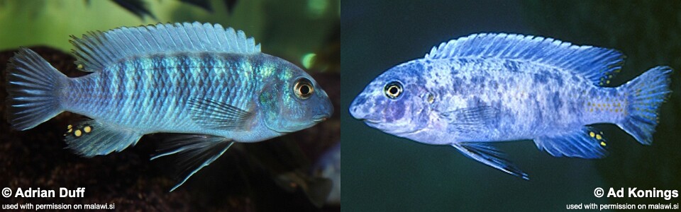 Labeotropheus trewavasae 'Minos Reef'