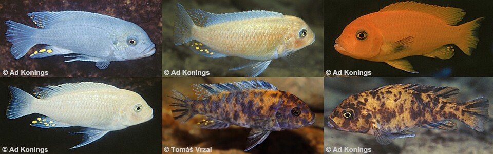 Maylandia estherae 'Minos Reef'<br><font color=gray>Metriaclima estherae 'Minos Reef'</font> 