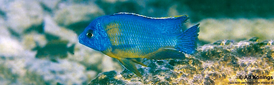 Protomelas sp. 'steveni imperial' Minos Reef