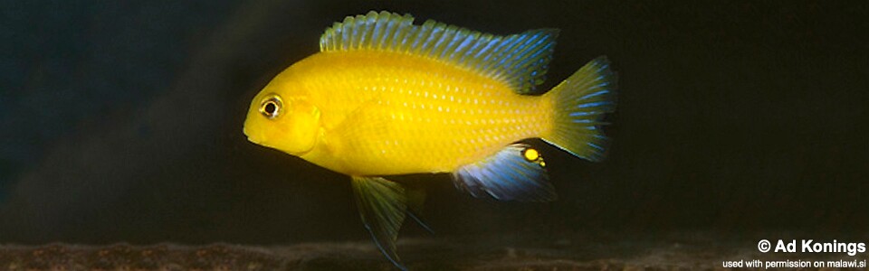 Tropheops sp. 'mauve yellow' Minos Reef