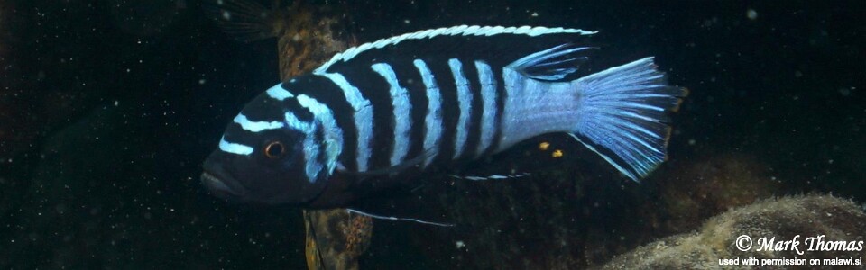 Cynotilapia zebroides 'Mitande Reef (Rocks)'