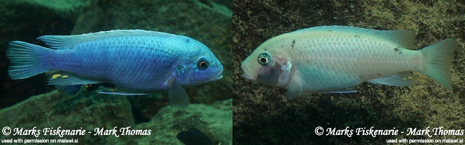Maylandia callainos 'Mitande Reef (Rocks)'<br><font color=gray>Metriaclima callainos 'Mitande Reef (Rocks)'</font> 