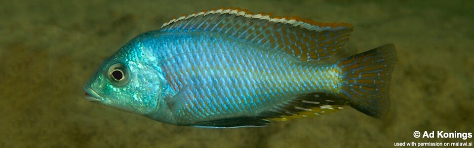 Protomelas marginatus 'Mkanila Bay'