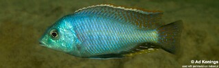 Protomelas marginatus 'Mkanila Bay'.jpg
