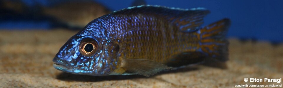 Aulonocara stuartgranti 'Mkondowe'