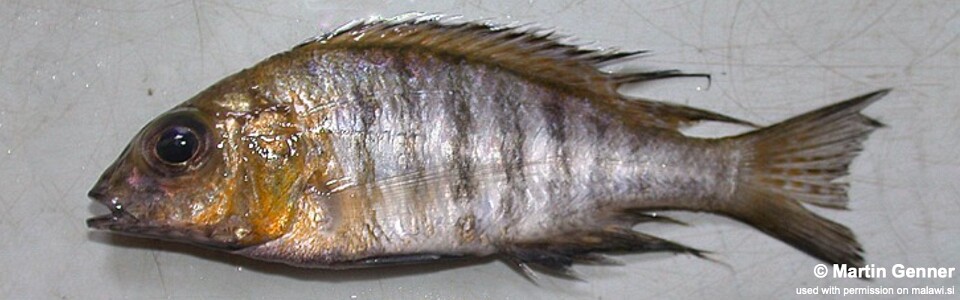 Aulonocara sp. 'yellow' Monkey Bay