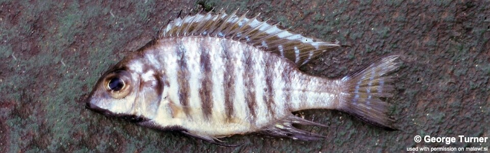 Lethrinops atrilabris 'NE of Monkey Bay'