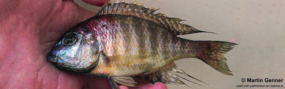 Lethrinops sp. 'longimanus red-head' Monkey Bay