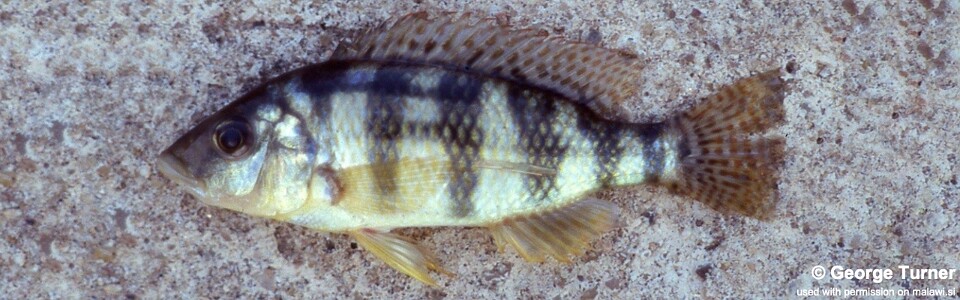 Placidochromis johnstoni 'Monkey Bay'