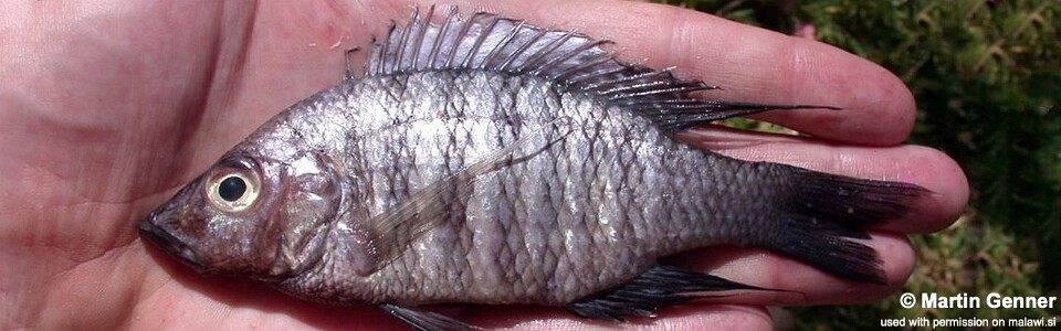 Placidochromis polli 'Monkey Bay'