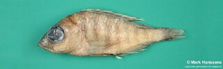 Placidochromis hennydaviesae 'Monkey Bay'.jpg
