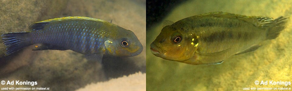 Pseudotropheus sp. 'lucerna brown' Mphande Island
